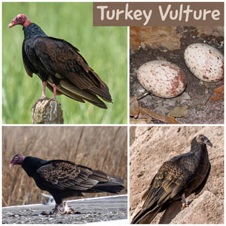 Turkey Vulture